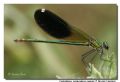 Calopteryx splendens f. faivrei